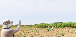 Análisis de suelos permitirá mejorar el manejo del Fusarium Raza 4 Tropical en Piura Análisis de suelos permitirá mejorar el manejo del Fusarium Raza 4 Tropical en Piura