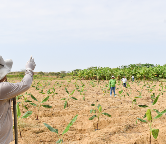 Análisis de suelos permitirá mejorar el manejo del Fusarium Raza 4 Tropical en Piura Análisis de suelos permitirá mejorar el manejo del Fusarium Raza 4 Tropical en Piura