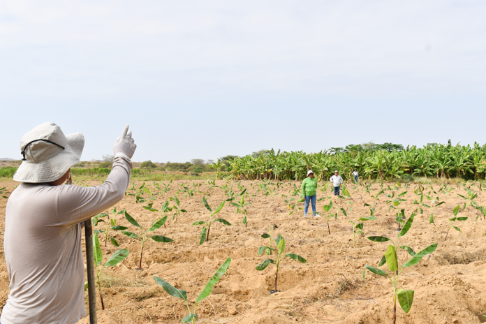 Análisis de suelos permitirá mejorar el manejo del Fusarium Raza 4 Tropical en Piura Análisis de suelos permitirá mejorar el manejo del Fusarium Raza 4 Tropical en Piura