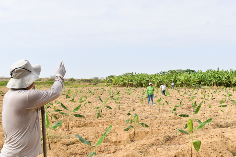 Análisis de suelos permitirá mejorar el manejo del Fusarium Raza 4 Tropical en Piura