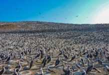 Midagri activa plan para proteger la fauna silvestre ante el Fenómeno El Niño Costero Midagri activa plan para proteger la fauna silvestre ante el Fenómeno El Niño Costero