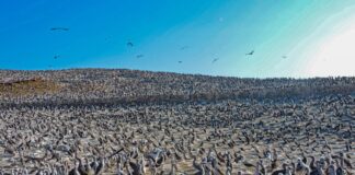 Midagri activa plan para proteger la fauna silvestre ante el Fenómeno El Niño Costero Midagri activa plan para proteger la fauna silvestre ante el Fenómeno El Niño Costero