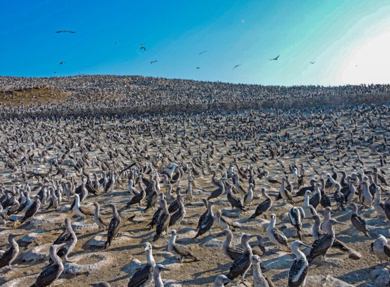 Midagri activa plan para proteger la fauna silvestre ante el Fenómeno El Niño Costero