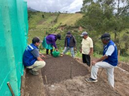 Piura producirá hasta mil plántulas de repollo para fortalecer la agricultura familiar en Santo Domingo Piura producirá hasta mil plántulas de repollo para fortalecer la agricultura familiar en Santo Domingo