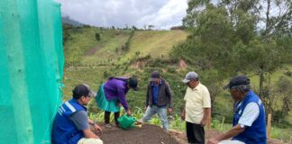Piura producirá hasta mil plántulas de repollo para fortalecer la agricultura familiar en Santo Domingo Piura producirá hasta mil plántulas de repollo para fortalecer la agricultura familiar en Santo Domingo