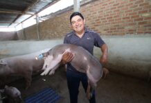 Perú consolida 13 regiones libres de peste porcina clásica y fortalece la producción porcina Perú consolida 13 regiones libres de peste porcina clásica y fortalece la producción porcina