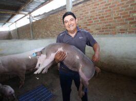 Perú consolida 13 regiones libres de peste porcina clásica y fortalece la producción porcina Perú consolida 13 regiones libres de peste porcina clásica y fortalece la producción porcina