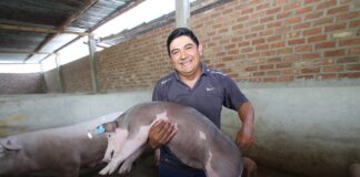 Perú consolida 13 regiones libres de peste porcina clásica y fortalece la producción porcina Perú consolida 13 regiones libres de peste porcina clásica y fortalece la producción porcina