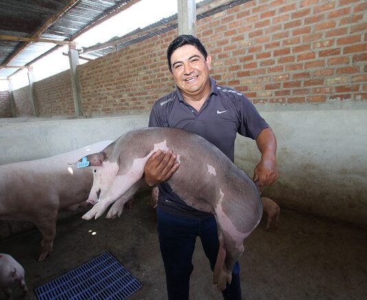 Perú consolida 13 regiones libres de peste porcina clásica y fortalece la producción porcina Perú consolida 13 regiones libres de peste porcina clásica y fortalece la producción porcina