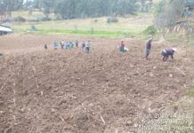 Piura: Más de 150 familias de Huancabamba mejoran la crianza de cuyes con pasto Cuba 22 Más de 150 familias de Huancabamba mejoran la crianza de cuyes con pasto Cuba 22
