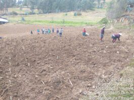 Piura: Más de 150 familias de Huancabamba mejoran la crianza de cuyes con pasto Cuba 22 Más de 150 familias de Huancabamba mejoran la crianza de cuyes con pasto Cuba 22