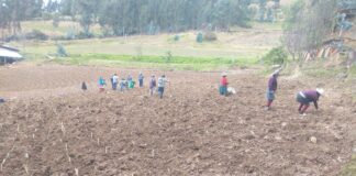 Piura: Más de 150 familias de Huancabamba mejoran la crianza de cuyes con pasto Cuba 22 Más de 150 familias de Huancabamba mejoran la crianza de cuyes con pasto Cuba 22