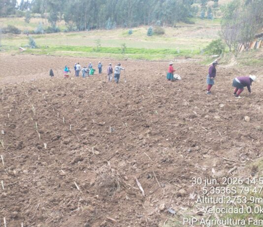 Piura: Más de 150 familias de Huancabamba mejoran la crianza de cuyes con pasto Cuba 22 Más de 150 familias de Huancabamba mejoran la crianza de cuyes con pasto Cuba 22