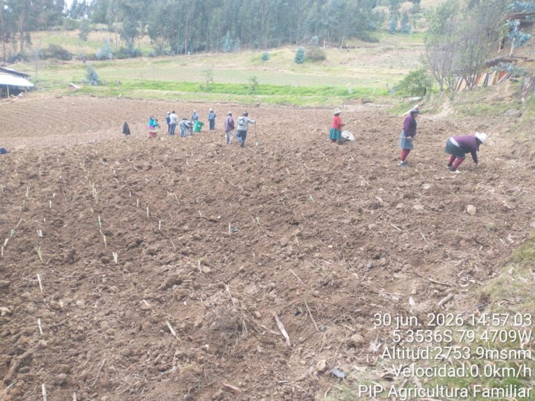 Más de 150 familias de Huancabamba mejoran la crianza de cuyes con pasto Cuba 22