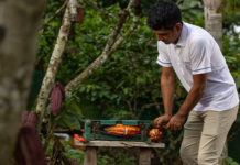 Salón del Cacao 2026 reunirá iniciativas que conservan más de 262 mil hectáreas de bosques amazónicos Salón del Cacao 2026 reunirá iniciativas que conservan más de 262 mil hectáreas de bosques amazónicos