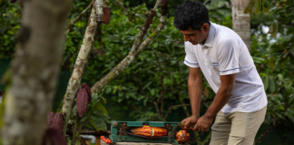 Salón del Cacao 2026 reunirá iniciativas que conservan más de 262 mil hectáreas de bosques amazónicos Salón del Cacao 2026 reunirá iniciativas que conservan más de 262 mil hectáreas de bosques amazónicos