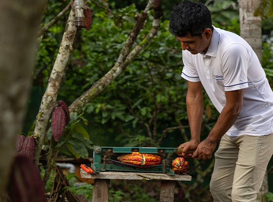 Salón del Cacao 2026 reunirá iniciativas que conservan más de 262 mil hectáreas de bosques amazónicos Salón del Cacao 2026 reunirá iniciativas que conservan más de 262 mil hectáreas de bosques amazónicos