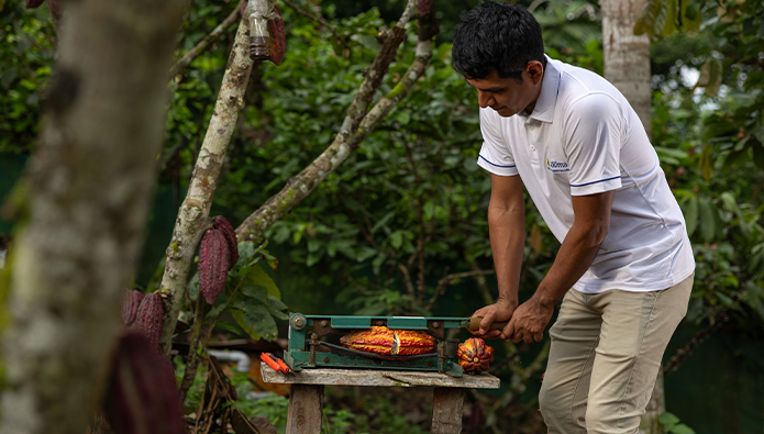 Salón del Cacao 2026 reunirá iniciativas que conservan más de 262 mil hectáreas de bosques amazónicos Salón del Cacao 2026 reunirá iniciativas que conservan más de 262 mil hectáreas de bosques amazónicos