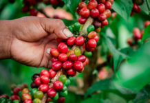 Destinan más de S/ 549 mil para fortalecer la producción de cafés especiales en Amazonas Destinan más de S/ 549 mil para fortalecer la producción de cafés especiales en Amazonas