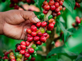 Destinan más de S/ 549 mil para fortalecer la producción de cafés especiales en Amazonas Destinan más de S/ 549 mil para fortalecer la producción de cafés especiales en Amazonas