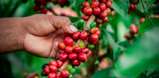 Destinan más de S/ 549 mil para fortalecer la producción de cafés especiales en Amazonas Destinan más de S/ 549 mil para fortalecer la producción de cafés especiales en Amazonas