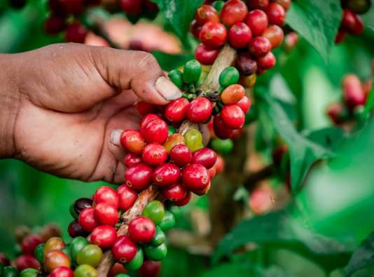Destinan más de S/ 549 mil para fortalecer la producción de cafés especiales en Amazonas Destinan más de S/ 549 mil para fortalecer la producción de cafés especiales en Amazonas