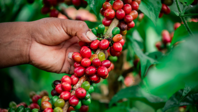 Destinan más de S/ 549 mil para fortalecer la producción de cafés especiales en Amazonas