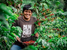 Agroexportaciones peruanas alcanzaron US$ 4,713 millones entre enero y mayo de 2026 Agroexportaciones peruanas alcanzaron US$ 4,713 millones entre enero y mayo de 2026