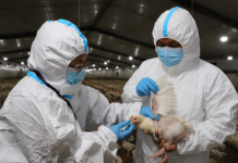 SENASA declara emergencia sanitaria preventiva por casos de influenza aviar en Lima SENASA declara emergencia sanitaria preventiva por casos de influenza aviar en Lima