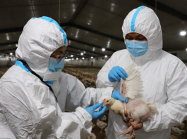 SENASA declara emergencia sanitaria preventiva por casos de influenza aviar en Lima SENASA declara emergencia sanitaria preventiva por casos de influenza aviar en Lima