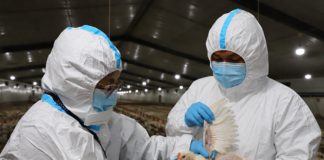 SENASA declara emergencia sanitaria preventiva por casos de influenza aviar en Lima SENASA declara emergencia sanitaria preventiva por casos de influenza aviar en Lima