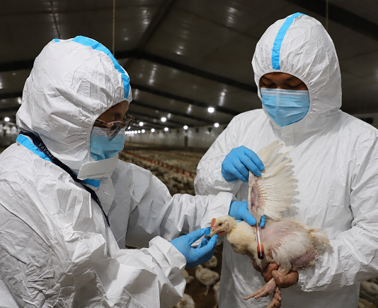SENASA declara emergencia sanitaria preventiva por casos de influenza aviar en Lima SENASA declara emergencia sanitaria preventiva por casos de influenza aviar en Lima