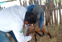 Piura: Más de 400 ovinos fueron vacunados para prevenir enfermedades en el valle de San Lorenzo