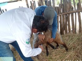 Piura: Más de 400 ovinos fueron vacunados para prevenir enfermedades en el valle de San Lorenzo