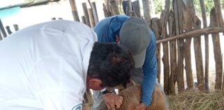 Piura: Más de 400 ovinos fueron vacunados para prevenir enfermedades en el valle de San Lorenzo