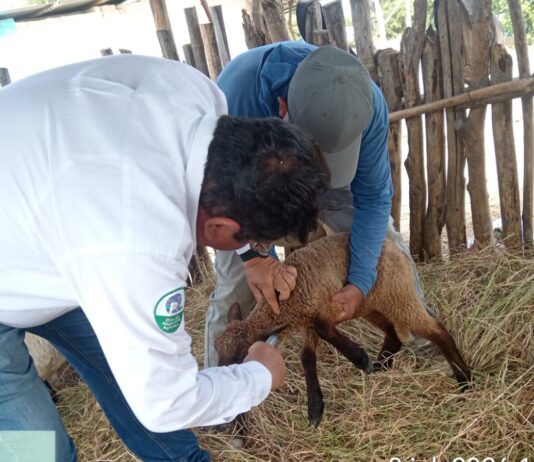 Piura: Más de 400 ovinos fueron vacunados para prevenir enfermedades en el valle de San Lorenzo