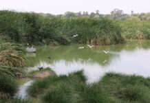 Piura: Humedal Santa Julia celebrará su día con actividades de educación ambiental y turismo sostenible Piura: Humedal Santa Julia celebrará su día con actividades de educación ambiental y turismo sostenible