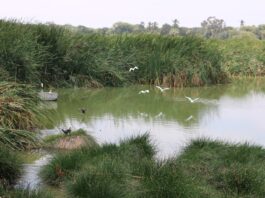 Piura: Humedal Santa Julia celebrará su día con actividades de educación ambiental y turismo sostenible Piura: Humedal Santa Julia celebrará su día con actividades de educación ambiental y turismo sostenible