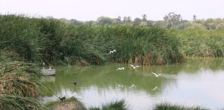 Piura: Humedal Santa Julia celebrará su día con actividades de educación ambiental y turismo sostenible Piura: Humedal Santa Julia celebrará su día con actividades de educación ambiental y turismo sostenible