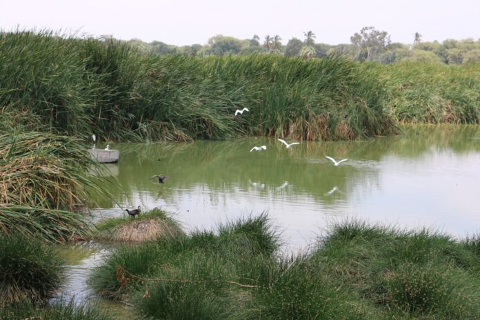 Piura: Humedal Santa Julia celebrará su día con actividades de educación ambiental y turismo sostenible