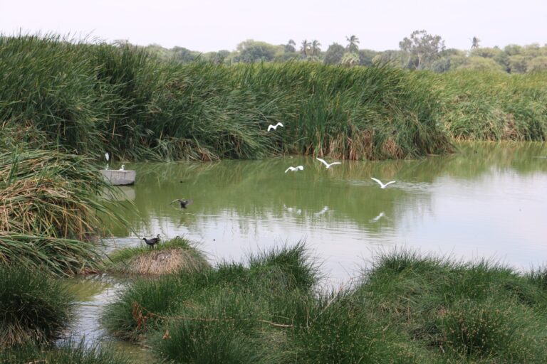 Piura: Humedal Santa Julia celebrará su día con actividades de educación ambiental y turismo sostenible