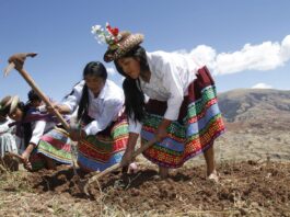 MIDAGRI proyecta más de 2 millones de hectáreas de siembra para la campaña agrícola 2026/2027 MIDAGRI proyecta más de 2 millones de hectáreas de siembra para la campaña agrícola 2026/2027