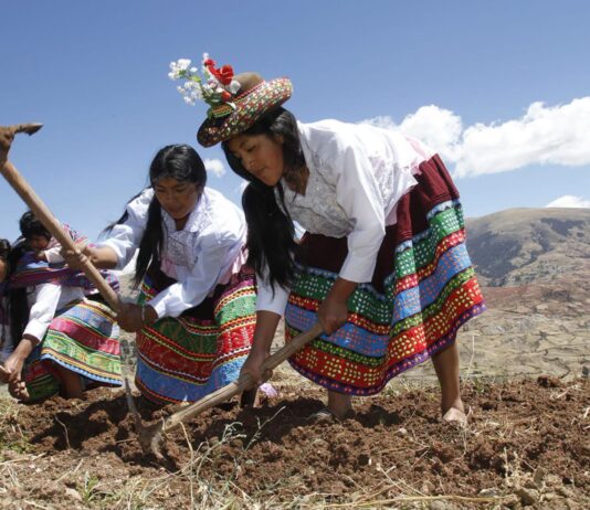 MIDAGRI proyecta más de 2 millones de hectáreas de siembra para la campaña agrícola 2026/2027 MIDAGRI proyecta más de 2 millones de hectáreas de siembra para la campaña agrícola 2026/2027