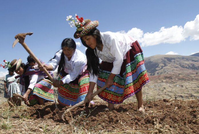 MIDAGRI proyecta más de 2 millones de hectáreas de siembra para la campaña agrícola 2026/2027 MIDAGRI proyecta más de 2 millones de hectáreas de siembra para la campaña agrícola 2026/2027