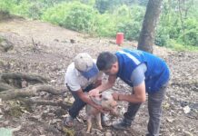 Piura: Más de 60 familias de San Miguel de El Faique fortalecen la crianza de porcinos con asistencia técnica Más de 60 familias de San Miguel de El Faique fortalecen la crianza de porcinos con asistencia técnica