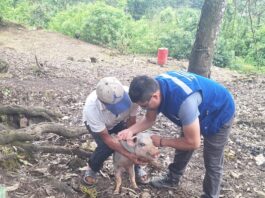 Piura: Más de 60 familias de San Miguel de El Faique fortalecen la crianza de porcinos con asistencia técnica Más de 60 familias de San Miguel de El Faique fortalecen la crianza de porcinos con asistencia técnica