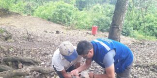 Piura: Más de 60 familias de San Miguel de El Faique fortalecen la crianza de porcinos con asistencia técnica Más de 60 familias de San Miguel de El Faique fortalecen la crianza de porcinos con asistencia técnica
