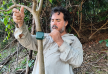 Científicos del IIAP utilizan inteligencia artificial para medir el impacto humano en la Amazonía Científicos del IIAP utilizan inteligencia artificial para medir el impacto humano en la Amazonía