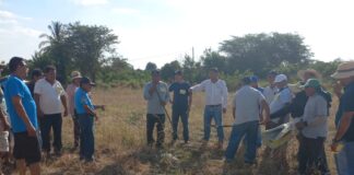 Productores de Tambogrande reciben capacitación para mejorar la siembra de maíz Productores de Tambogrande reciben capacitación para mejorar la siembra de maíz