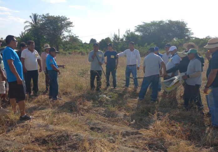 Productores de Tambogrande reciben capacitación para mejorar la siembra de maíz